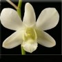 3398 D. white fairy